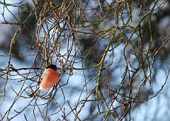 David Plant Photography - Wildlife Photographer - Bullfinch - D